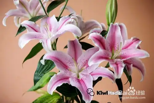 卧室里的植物怎么挑
