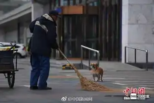 现实版忠犬八公,小狗每天帮清扫工主人捡垃圾一直陪着主人