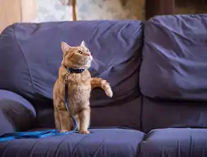 橘猫和民谣,是世界上最美妙的存在流浪猫鲍勃影评