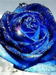 蓝色妖姬的图片
