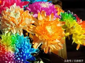 兰州金秋菊花展冲天香阵透兰州满城尽带黄金甲
