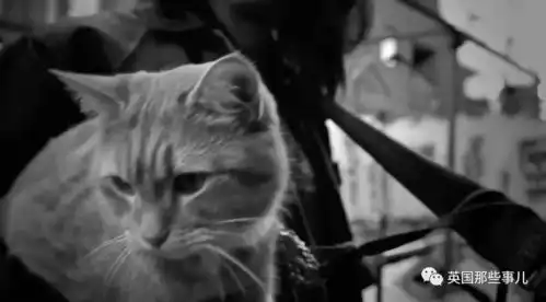 流浪猫鲍勃离世回喵星了它与铲屎官互相救赎的故事,曾感动全世界