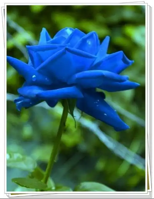 蓝玫瑰代表什么
