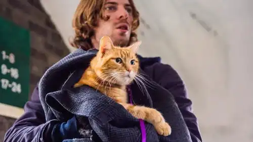 流浪猫鲍勃将拍续集,男主角回归出演