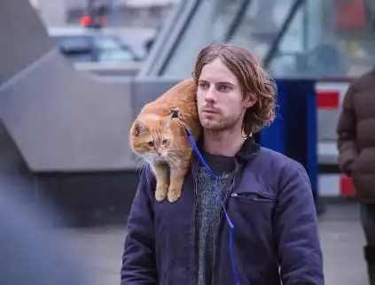 流浪猫鲍勃吸猫居然比吸毒更厉害