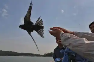 颐和园雨燕年度体检