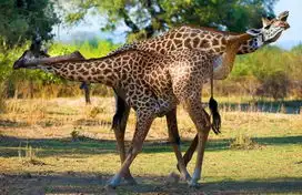 盘点动物吃醋引发的血案功夫松鼠大打出手
