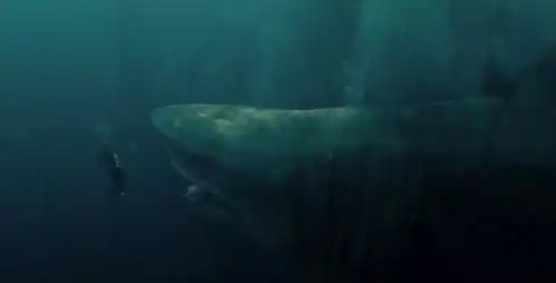 巨齿鲨李冰冰精彩绝伦的打戏,绝不仅仅是花瓶那么简单
