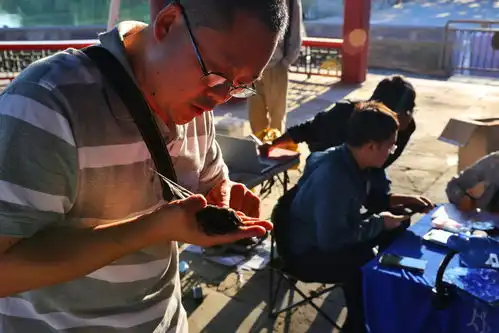 北京颐和园雨燕体检