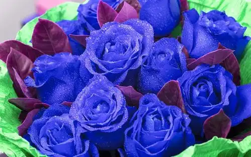 送人蓝玫瑰代表什么
