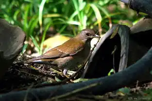 白眉鸫雌第一次拍到