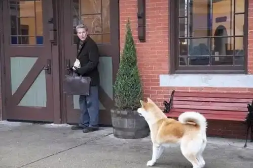 中国版忠犬八公口碑爆棚,泪点低的慎入