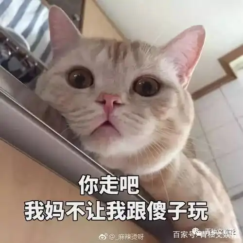 我他妈表情包出处傻子