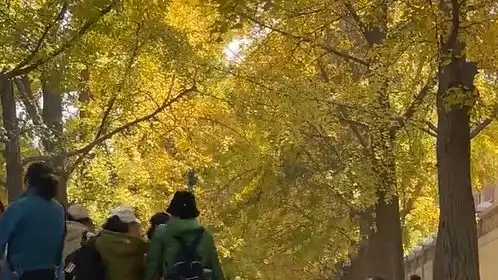 满城尽带黄金甲北京钓鱼台银杏大道满目金黄