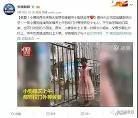 现实版忠犬八公兴义一小黄狗每天来学校接姐妹俩放学