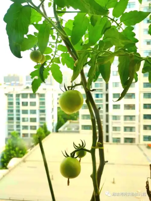 博苑丨我和孩子的番茄种植日记三
