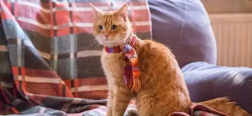 感动全球影迷的流浪猫鲍勃去世,它治愈的,可不仅仅是它的主人