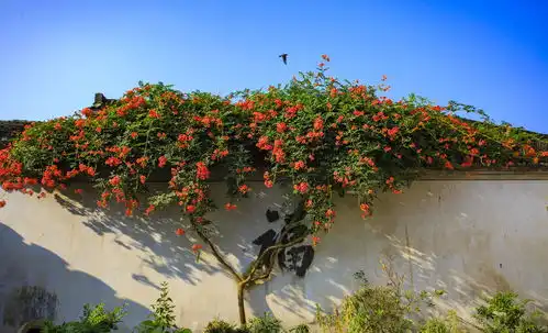 老人说院子做好3大布局,能家旺人旺,网友的确有道理