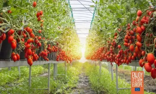 来自欧洲的红金西红柿,你吃过吗