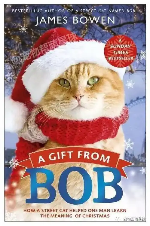 当流浪汉遇见伤腿流浪猫后,一场逆袭开始了