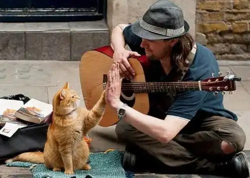 流浪猫鲍勃究竟让我们看到了什么