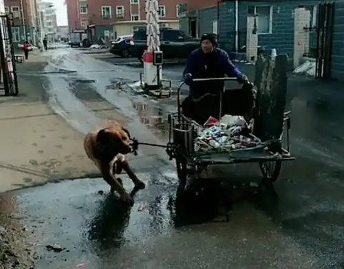 现实版忠犬八公,大黄狗帮年老主人拉车,勒紧的脖子看的人好心疼