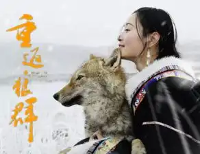 重返狼群我是爱你的,你是自由的
