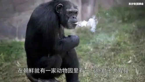 大猩猩爱上抽烟,每天至少要抽两包烟,饲养员不给它就直接开揍
