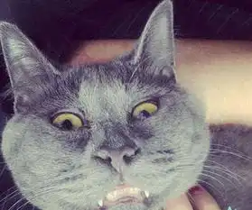 俄罗斯网上人气超火的惊讶猫揭背后令人心酸真相