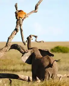 猛兽也有落魄时动物界以小欺大照片集锦
