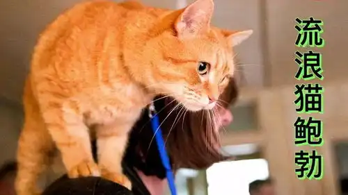 流浪猫鲍勃猫猫治愈流浪汉