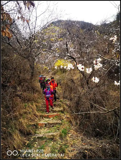 满城尽带黄金甲,一路逍遥羊脑山2021年清明节小穿越10