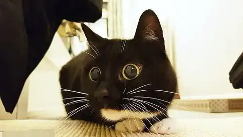 表示惊讶的表情包小黑猫