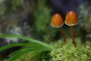 自然风光萌菌物语
