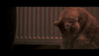 看了流浪猫鲍勃,我感觉自己养了一只假猫