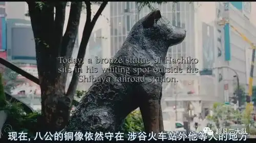 狗年物语那些狗那些事