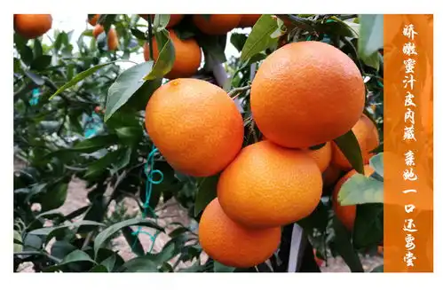 正宗象山红美人新鲜甜柑橘桔子现摘现发精品12只包邮
