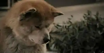 大连一独居老人洗澡摔伤致死身有咬痕,疑家犬拖拽救主未成功
