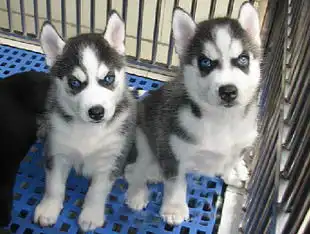 杭州哪里出售哈士奇犬杭州有卖家养纯种哈士奇幼犬杭州哈士奇价格多少钱
