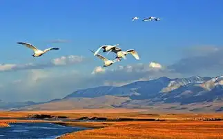 温州飞机往返乌鲁木齐赛里木湖安集海大峡谷果子沟大桥昭苏琼库什台草原那拉提大草原巴音布鲁克天山大峡谷罗布人村寨8天7晚品质游纯玩无购物