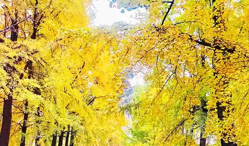 初冬的成都满城尽带黄金甲,电子科技大学银杏黄了,宛如金色地毯