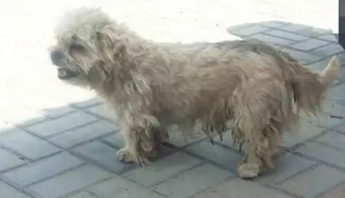 它们的爱,是永恒的