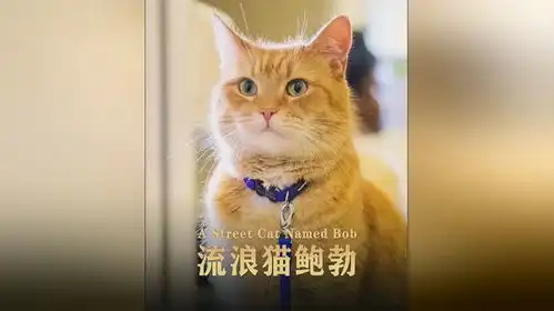流浪猫鲍勃电影解说