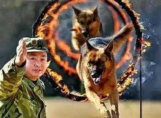 比起人尽皆知军犬的英勇,我更想说这不为人知的背后