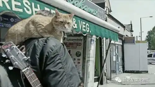 那个冬天不太冷火爆英国,流浪猫鲍勃的故事