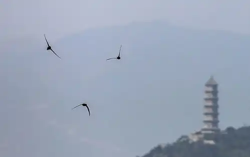 颐和园里北京雨燕成群皇家园林中编队玩造型