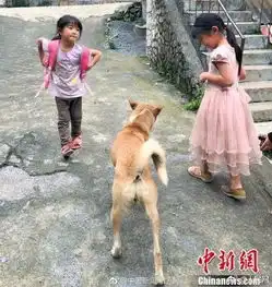 现实版忠犬八公,两年来风雨阻止接小主人放学