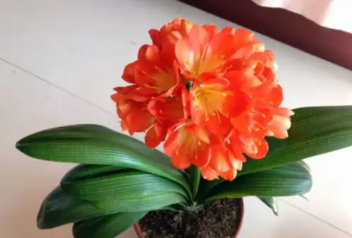 君子兰之所以养不好,是你不会养根,你做好这几点试试
