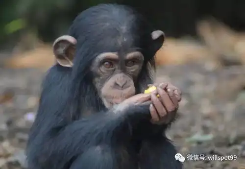 被抛弃被收养,经历过无爱与被爱的它遇到了猩猩没想到,原来你是这样一只暖汪
