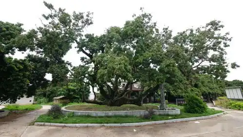 与古荔枝穿越一场时空爱恋